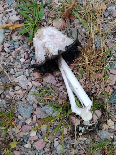 Shaggy Mane