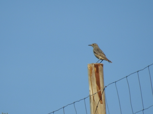 Rufous-tailed Rock-Thrush