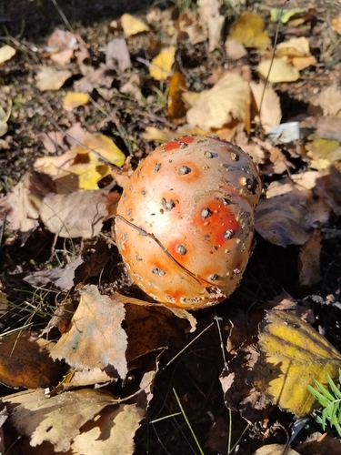 Fly Agaric