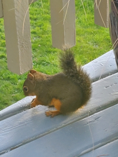 Douglas's Squirrel