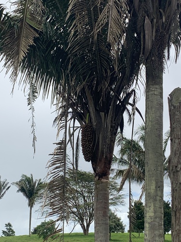 Attalea oleifera