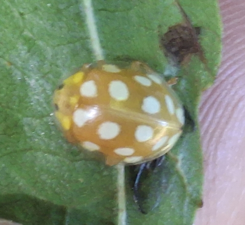 Orange Ladybird