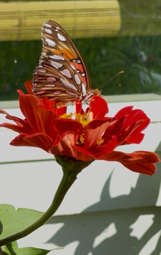 Gulf Fritillary