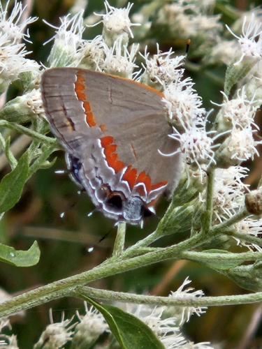 Red-banded Hairstreak