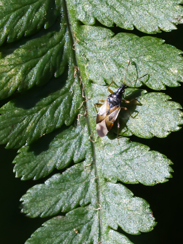 Common Flowerbug