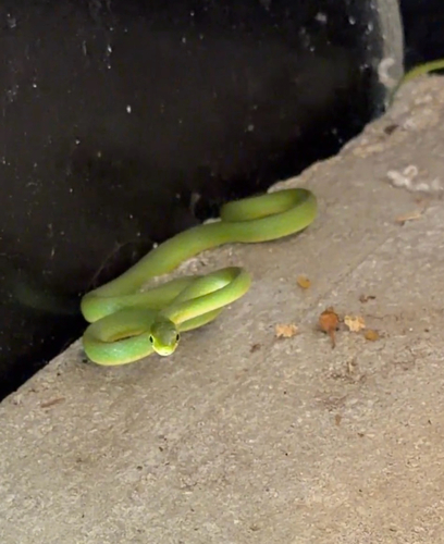 Rough Greensnake