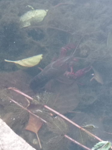 Red Swamp Crayfish