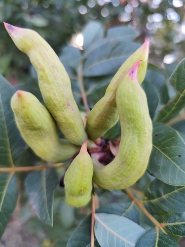 Pistacia Horn Gall Aphid