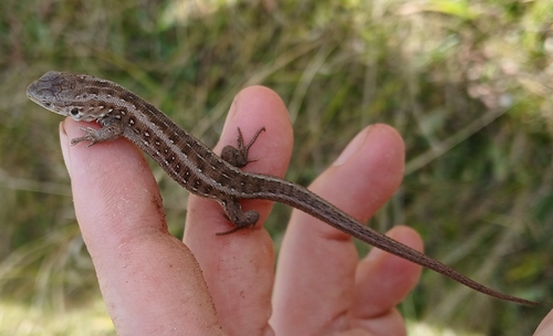 Sand Lizard