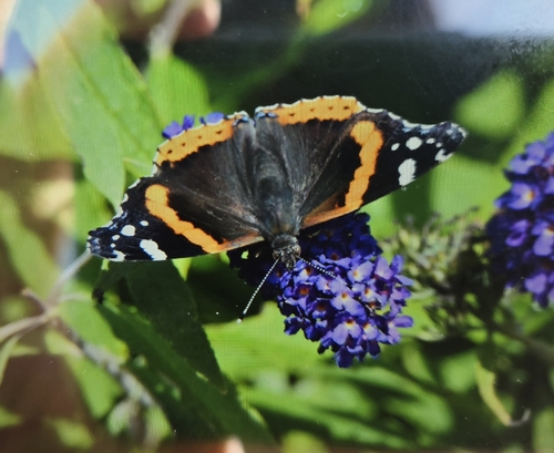Red Admiral