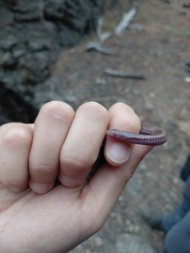 Central Iberian Worm Lizard