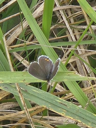 Eastern Tailed-Blue