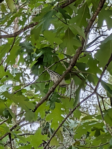 Black-and-white Warbler