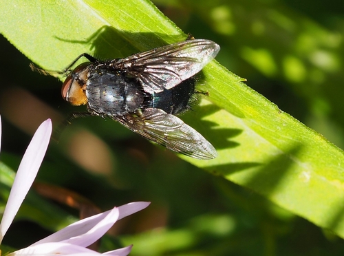 Orange-bearded Bluebottle Fly