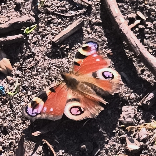European Peacock Butterfly