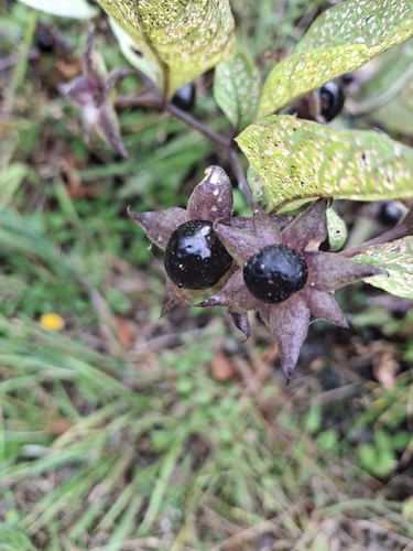 Deadly Nightshade
