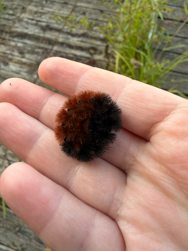 Isabella Tiger Moth