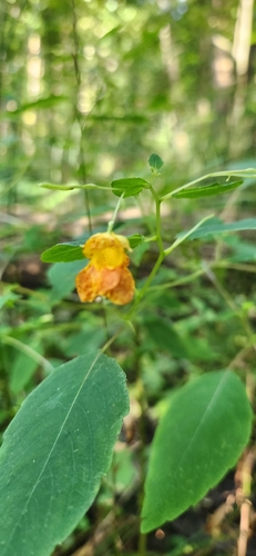 common jewelweed