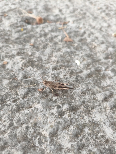 Broad Green-winged Grasshopper