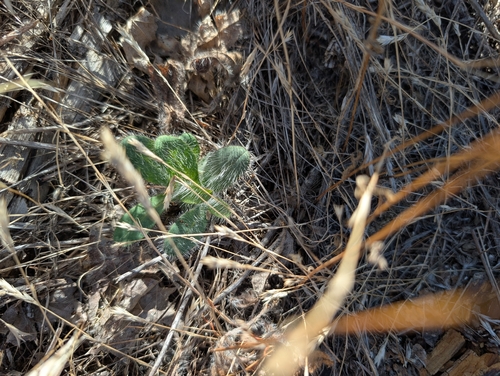 white hawkweed