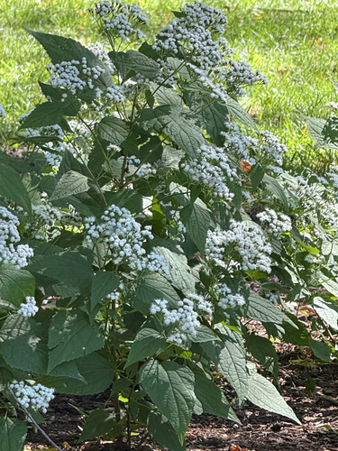 white snakeroot