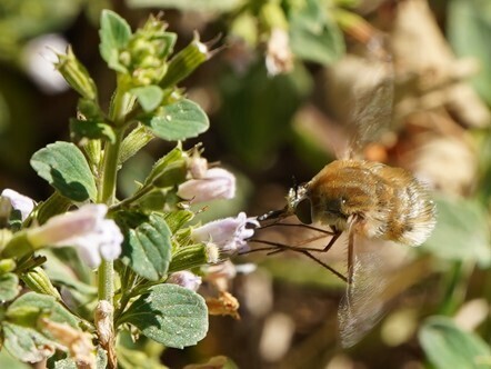 Heath Bee Fly