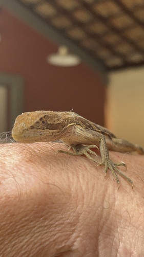 Two-lined Fathead Anole