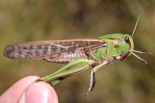 Migratory Locust
