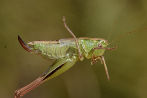 Bicolour Meadow Bush-cricket