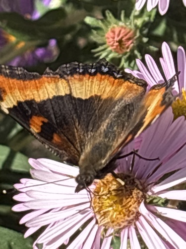 Milbert's Tortoiseshell