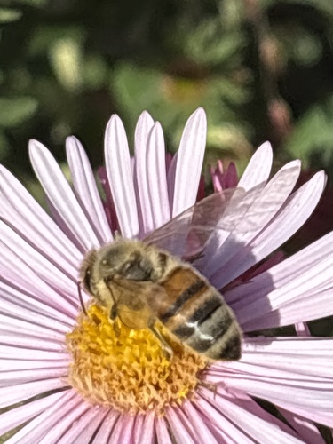 Western Honey Bee