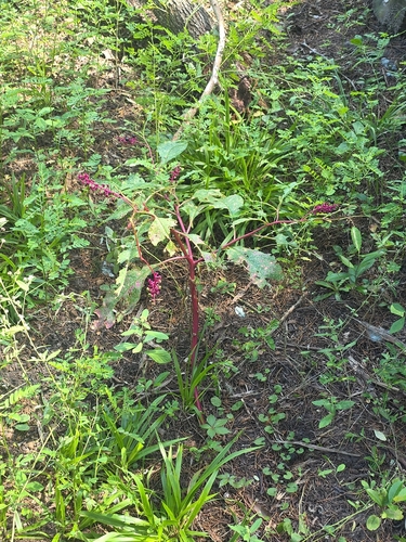 American pokeweed