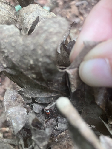 Northern Black Widow