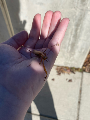 European Mantis