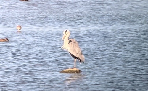 Grey Heron