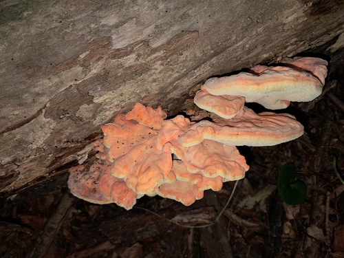 chicken of the woods