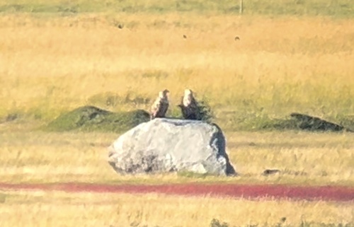 White-tailed Eagle