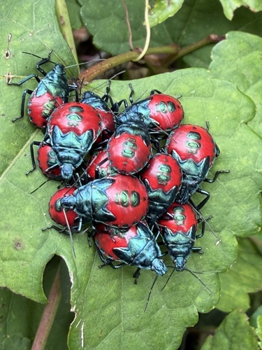 Florida Predatory Stink Bug