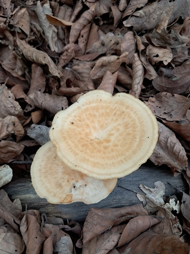 tuberous polypore