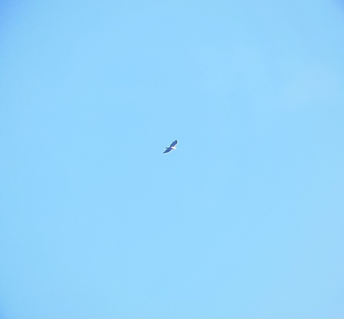 White-tailed Eagle