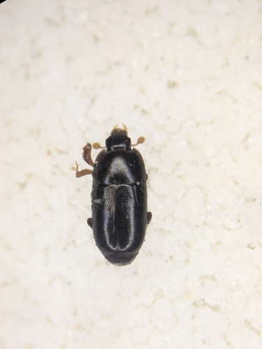 Paromalus parallelepipedus