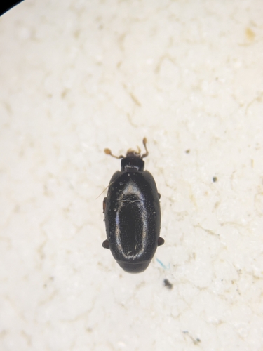 Paromalus flavicornis