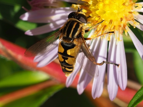 Sun Fly