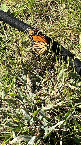 Monarch