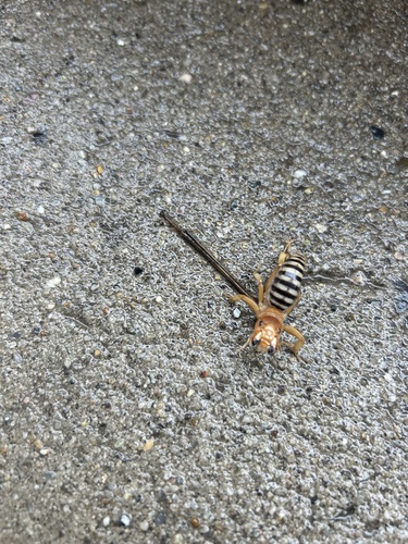 Yuba Lake Jerusalem Cricket
