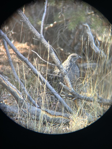 Dusky Grouse