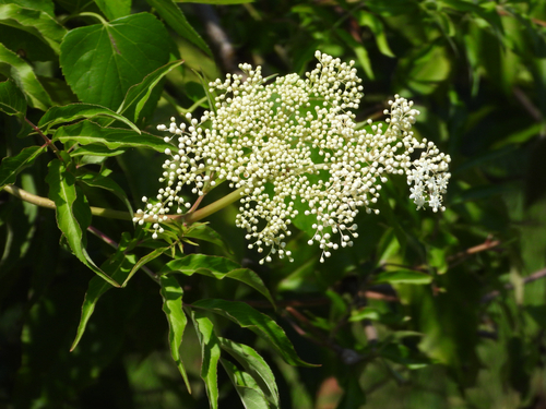 American black elderberry