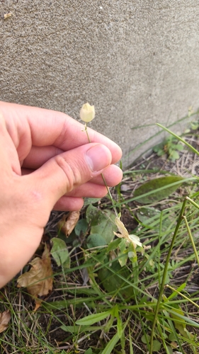 bladder campion