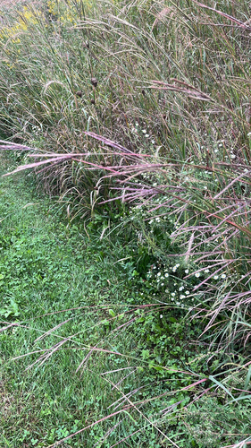 big bluestem
