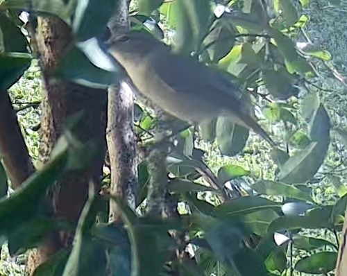 Common Chiffchaff